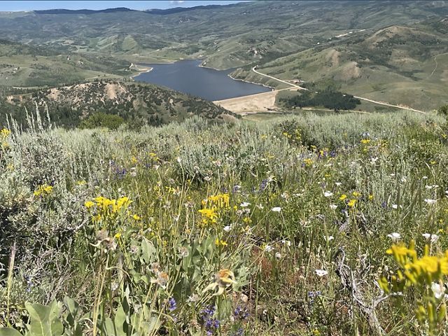 Colorful wildflowers fill the foreground of a mountain meadow high above a wide valley lake.