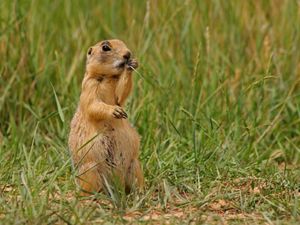 A Utah prairie dog stands in grass and chews on a blade of grass.