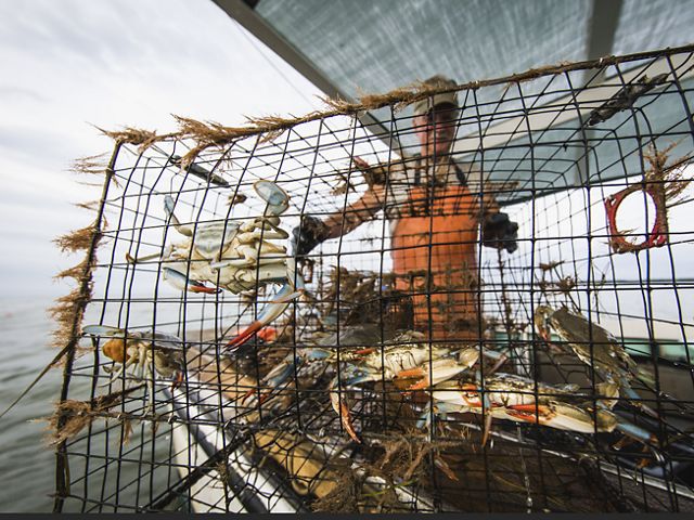A waterman stands behind a wire mesh crab pot that is full of freshly caught blue crabs.