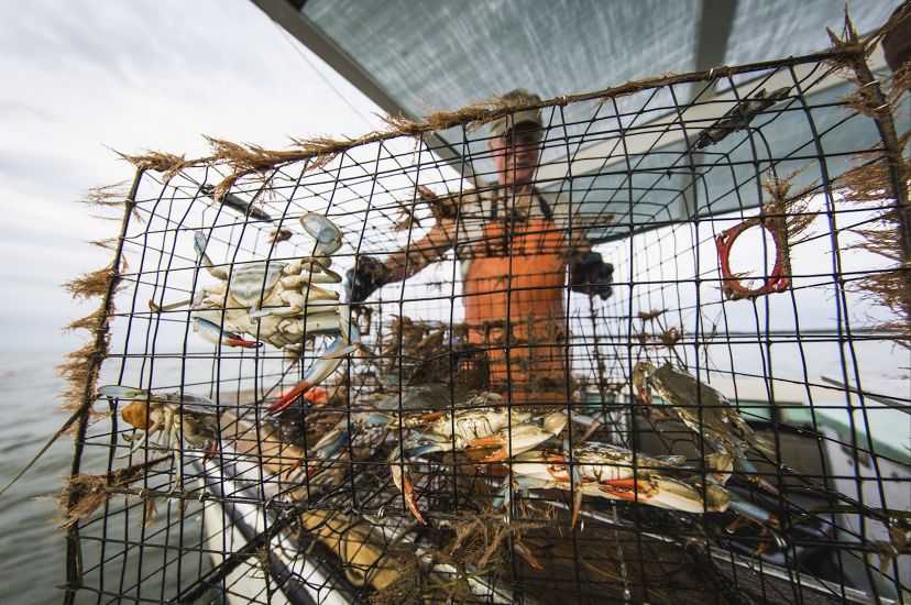A waterman stands behind a wire mesh crab pot that is full of freshly caught blue crabs.