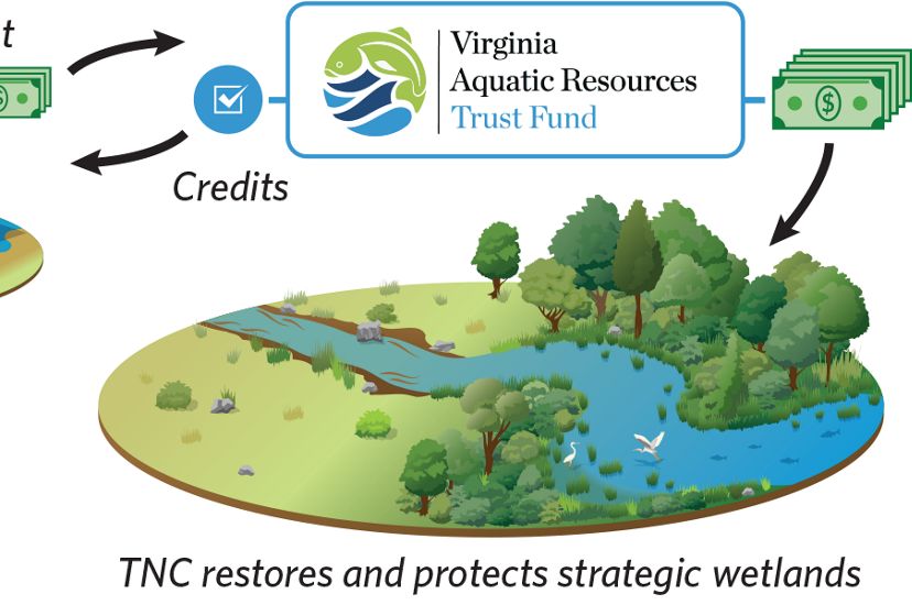 Infographic showing the funding mechanism for the Virginia Aquatic Resources Trust Fund, from payment by land developers for mitigation credits to that funding being put into on-the-ground projects.