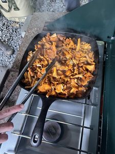 Orange mushrooms fill a square cast iron skillet, cooking on a two burner camp stove.