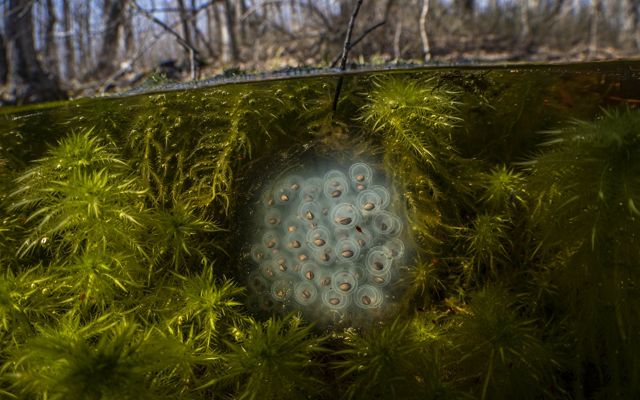 Image shows above and below water line in a forest, with trees in background above water. Below water line, green algae and moss surround a group of bubble-like eggs, each with a brown nut-like object