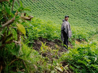 A farmer stands among his green field of crops.
