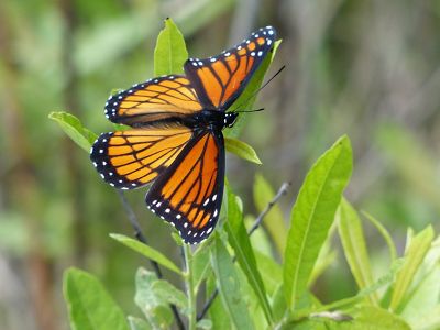 Closeup image of a black and orange viceroy butterfly on a plant.