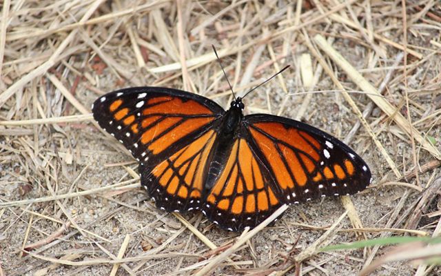 An orange and black viceroy butterfly with its wings fully expanded.