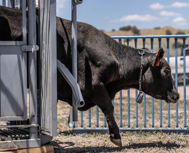 A bull wearing a virtual fencing collar comes out of a chute at a New Mexico ranch.