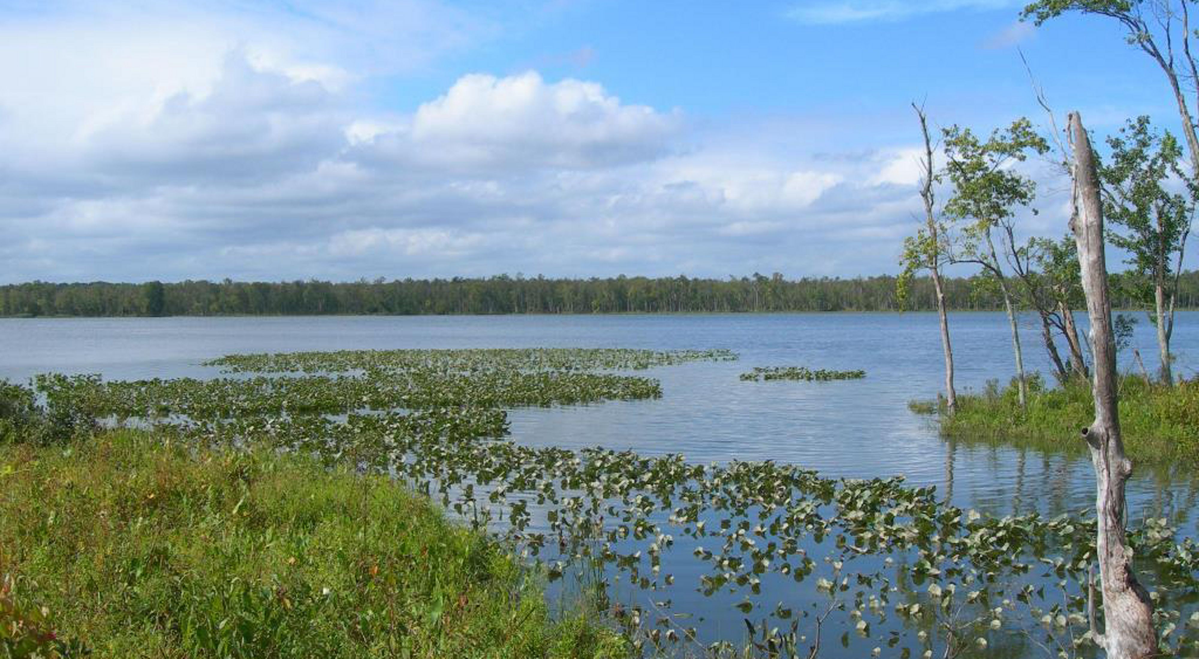 Looking out across a body of water from the edge of a wetland, with patches of green in the water and dead trees along the edge.