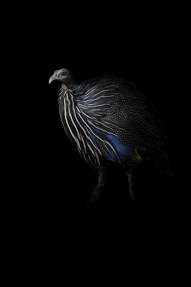 a vibrant bird stands at night