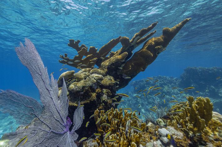 Elkhorn coral under bright blue water.