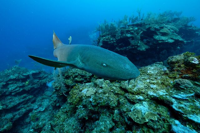 Un tiburón nodriza nada a lo largo de un arrecife.