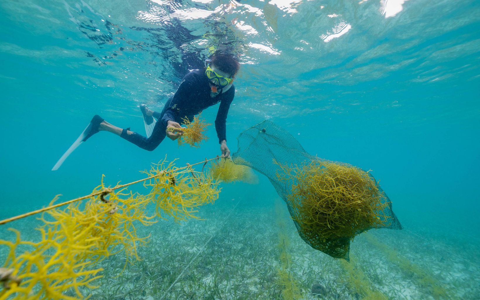 Mariko Wallen dives with seaweed in a net.