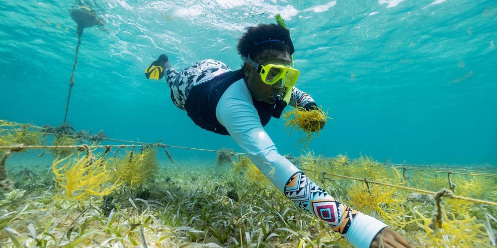 A scuba dives under water reaching for sea grass.