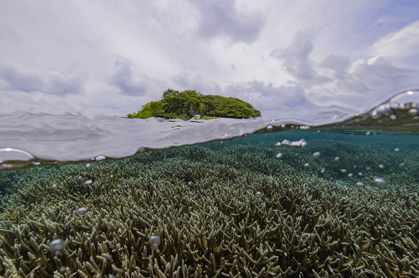 A dense field of staghorn coral is just under the water.