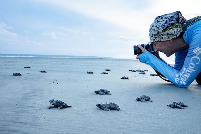 Photographer Donna Garcia crouches down to photograph sea turtle hatchlings on the beach.