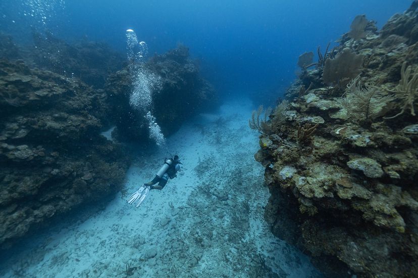 Un buzo nada junto a la barrera de coral de Belice.