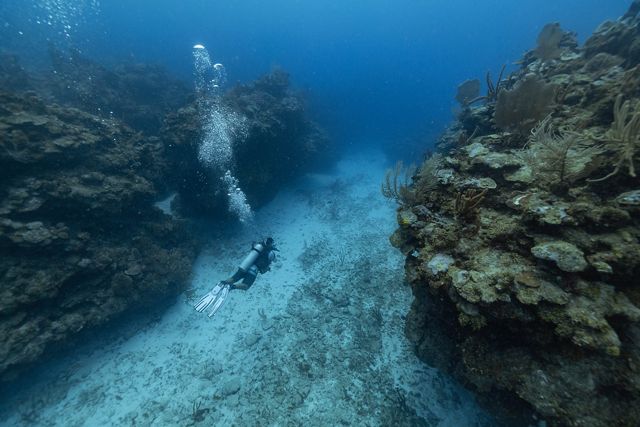 Un buzo nada junto a la barrera de coral de Belice.