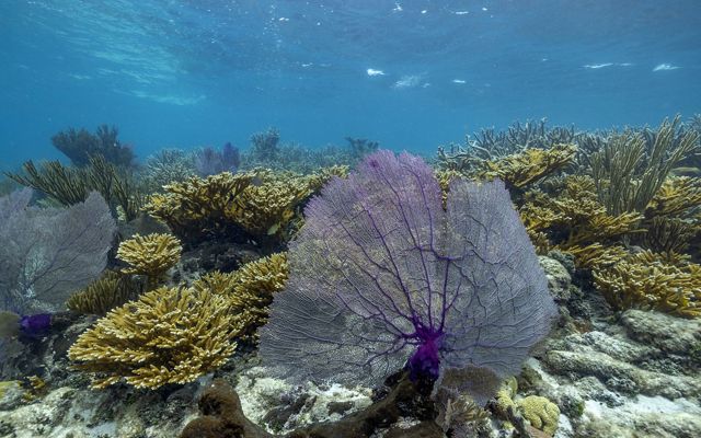 A purple gorgonian in Mermaid's Lair off of Ambergris Caye.