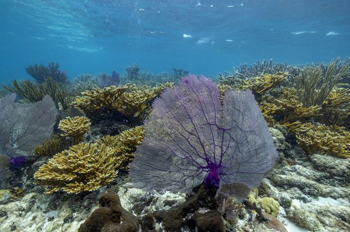 A purple gorgonian in Mermaid's Lair off of Ambergris Caye.