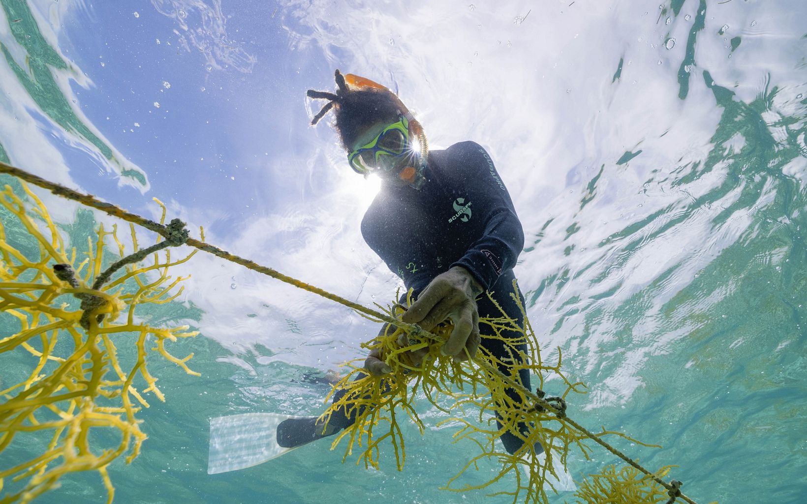 Mariko Wallen works with seaweed growing along a rope underwater.