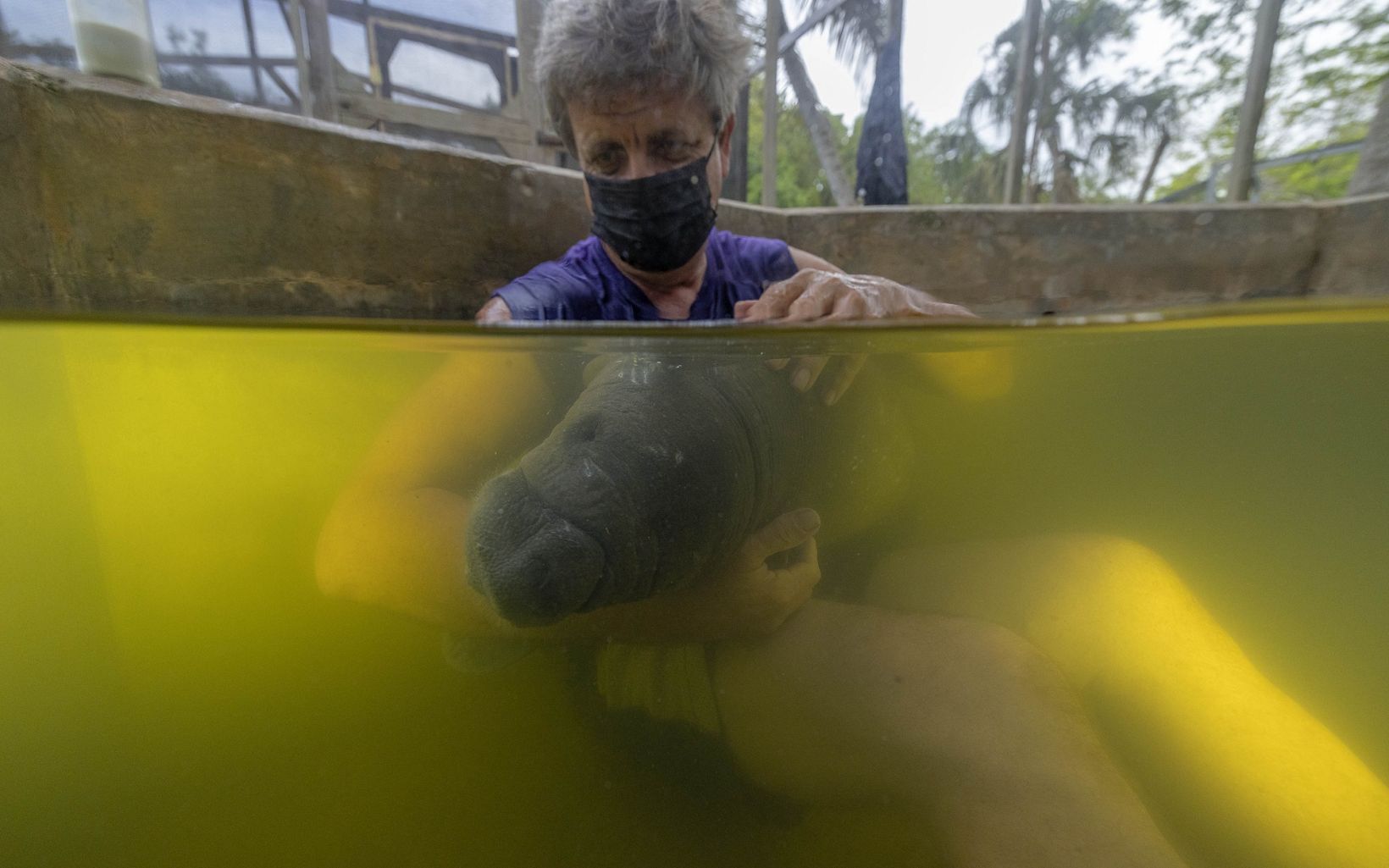 Un manatí es cuidado en un tanque en el Centro de Rehabilitación de Manatíes Wildtracks.