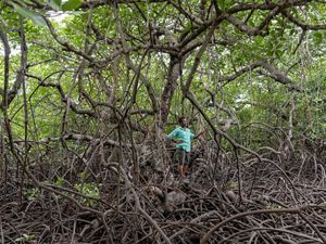 Mazzella Maniwavie, the program manager for Mangoro Market Meri, stands within a mature mangrove forest at Bautama near Port Moresby, Papua New Guinea.