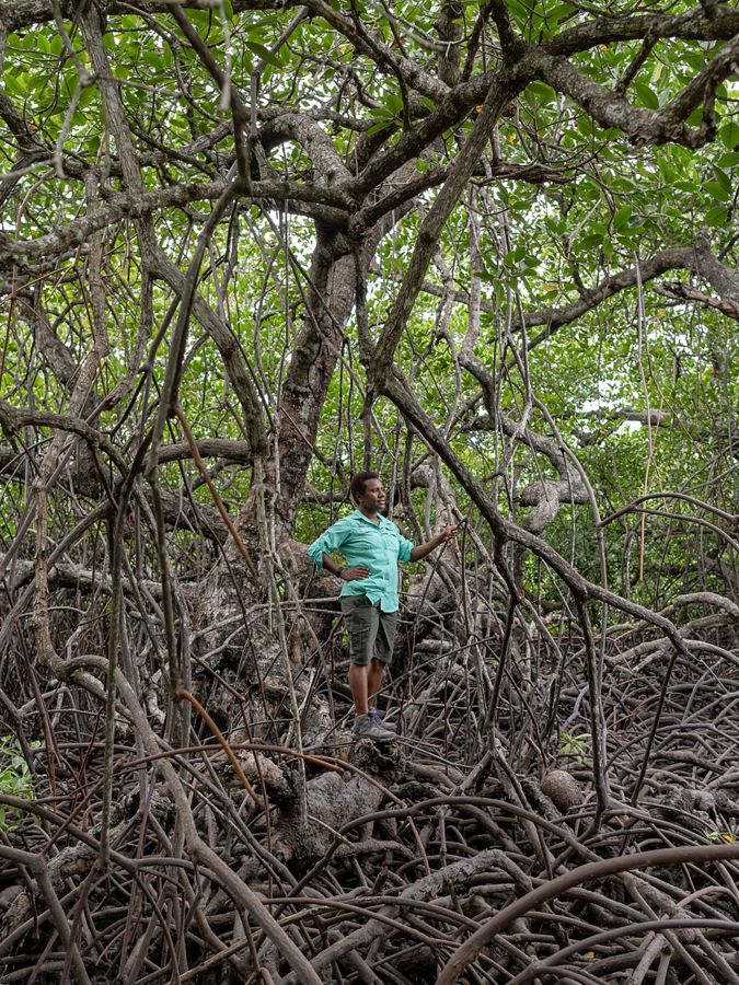 A person standing in a mangrove forest