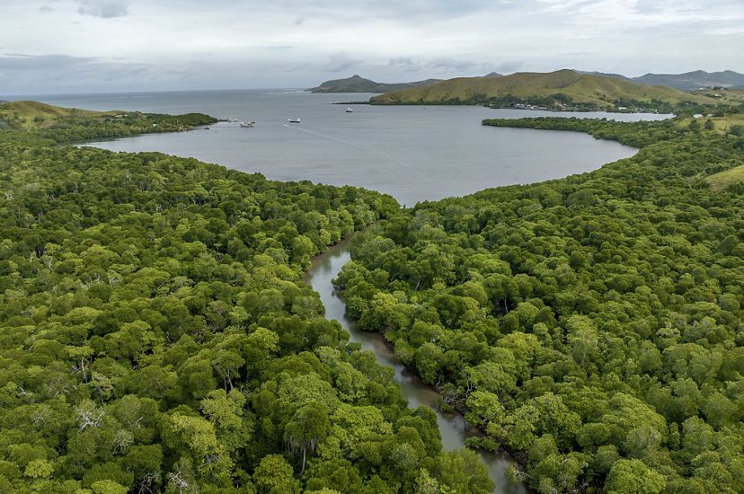 An aerial view of healthy mangrove forests along the edge of Bootless Bay near Port Moresby, Papua New Guinea.