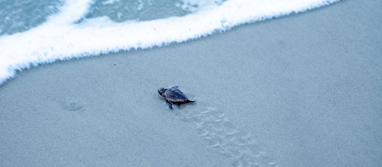 a sea turtle hatchling moves down a beach toward the ocean.