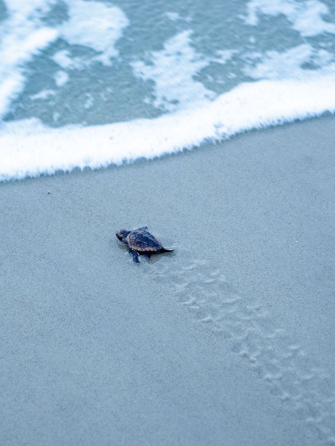 A baby turtle on the beach moving towards the water.
