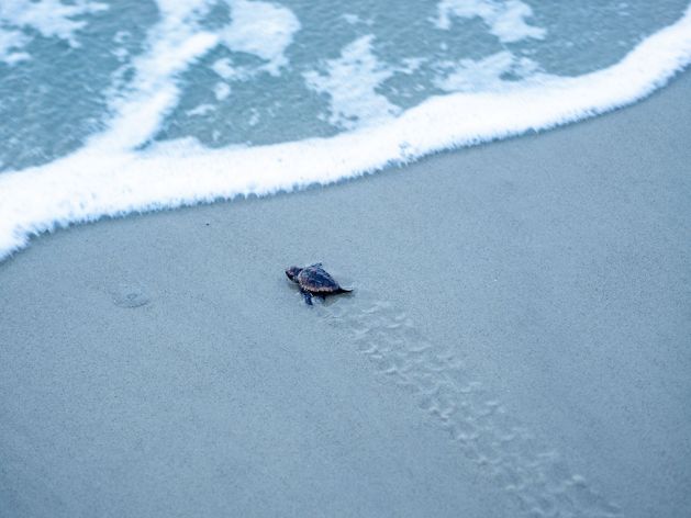 Loggerhead sea turtle hatchling on Wassaw Island, Georgia, reaches the shoreline. This is the moment before the first wave covered the newly born hatchling. August 2022.