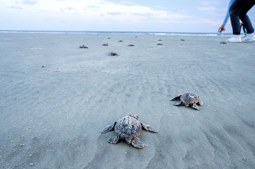 Ground-level view of sea turtle hatchlings crawling along a beach to the ocean.