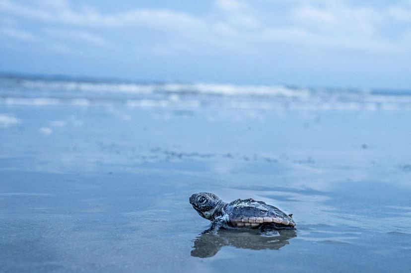a loggerhead sea turtle hatchling moves toward the shoreline on Wassaw Island, Georgia.