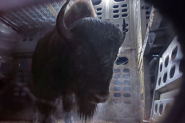 A young buffalo running toward the camera.