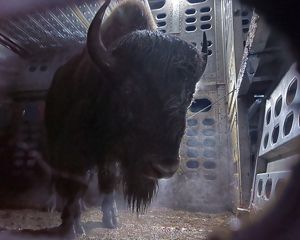 Closeup of a buffalo in a holding pen.