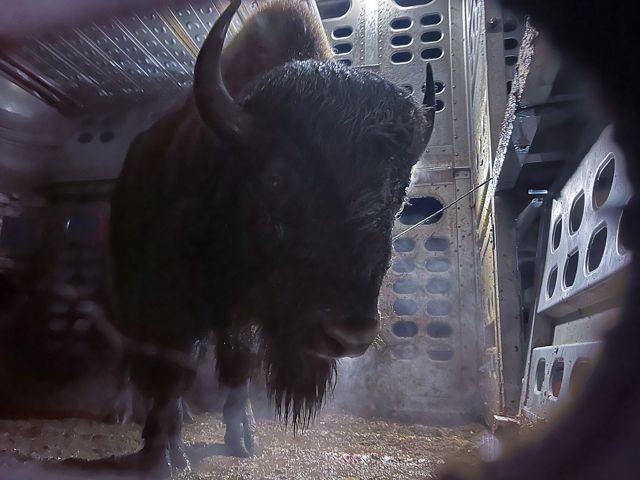 An adult buffalo standing inside a cattle trailer. Light filters down from above, illuminating the animal's large, shaggy head.