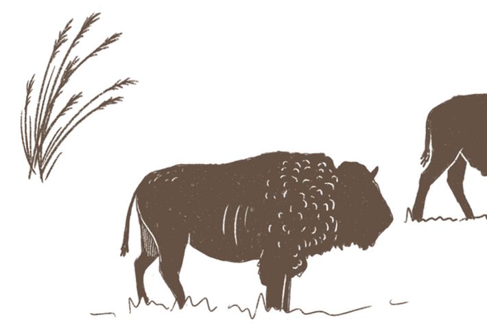 Illustration of three buffalo grazing on the prairie.