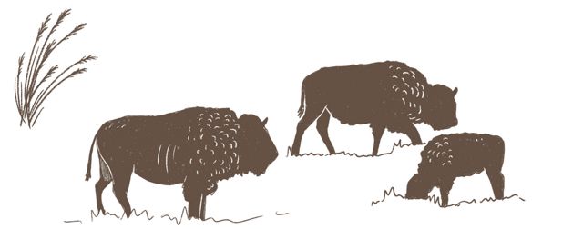 Illustration of three buffalo grazing on the prairie.