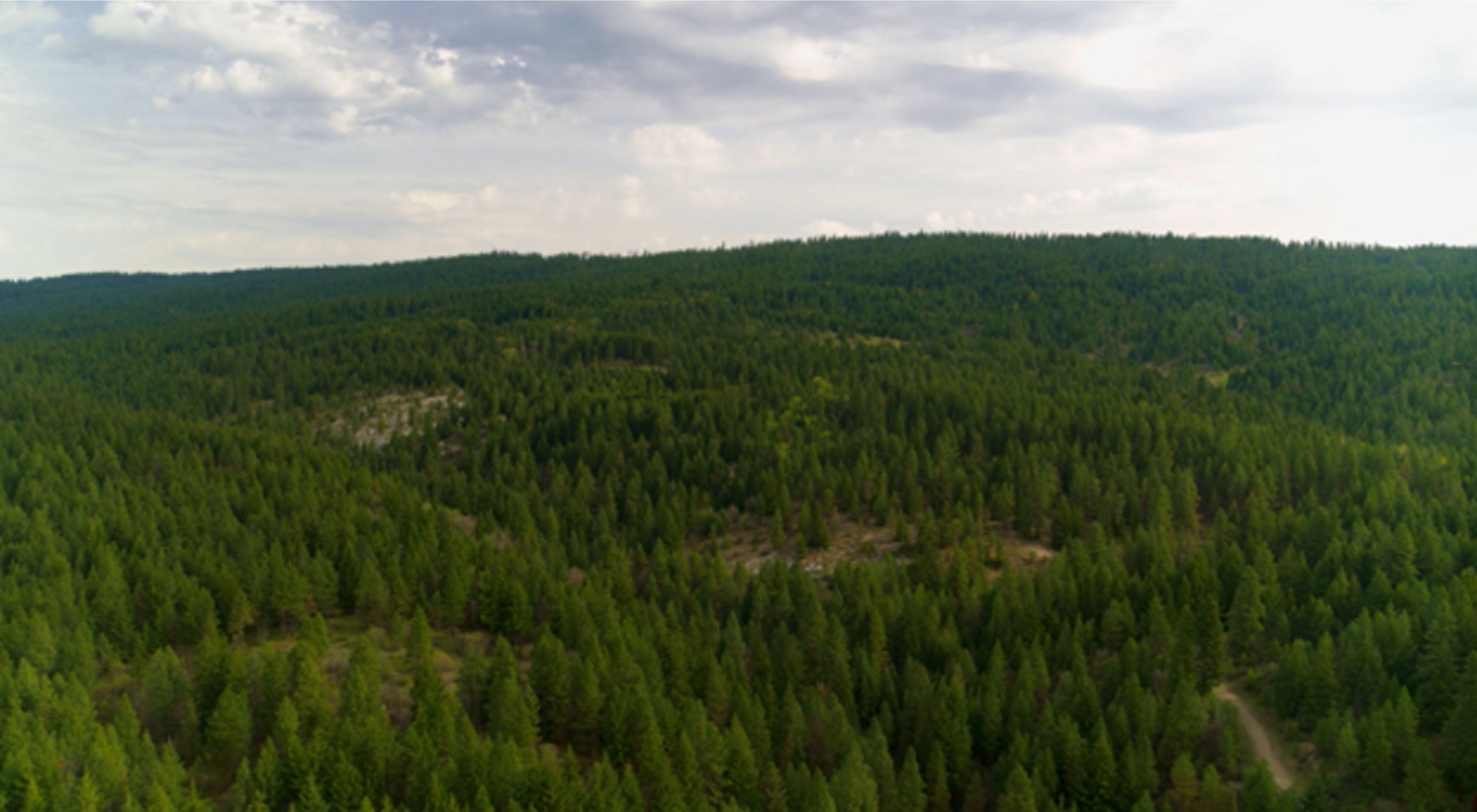 Aerial view of a large, dense forest.