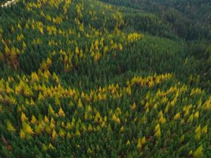 Aerial view of a dense coniferous forest dotted with autumn-colored trees.