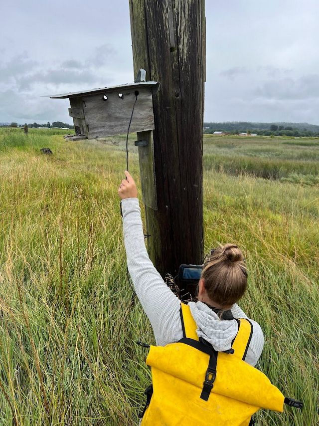 A person places a sensor on a wooden post in a grassy estuary.