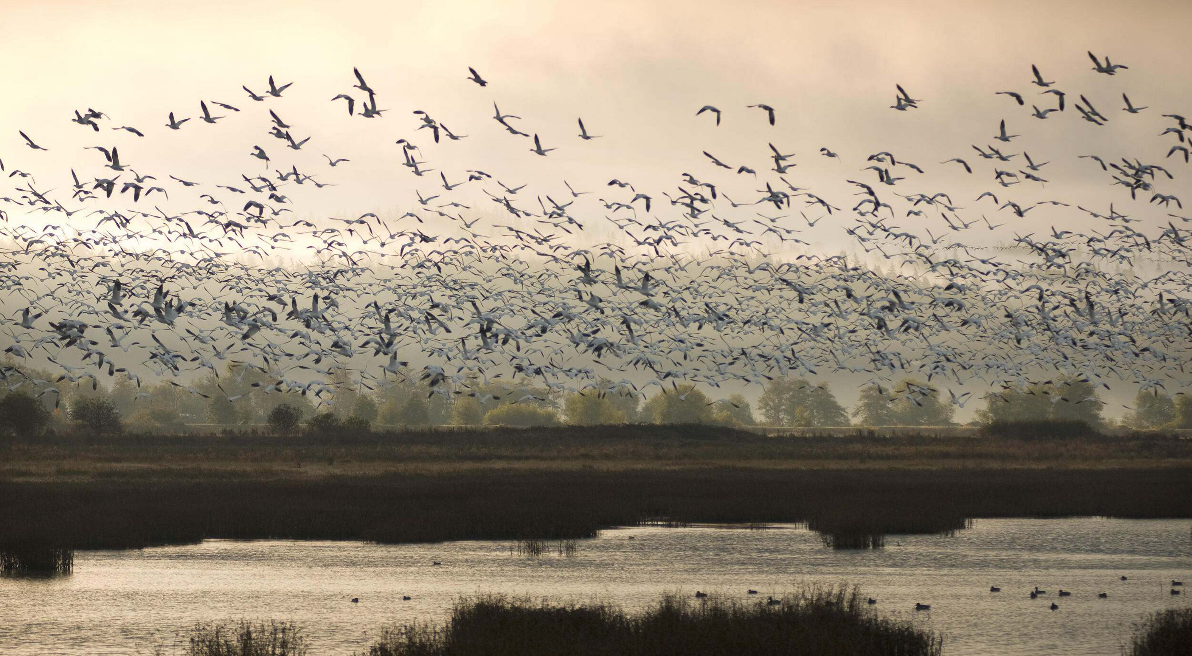 A dense flock of birds flies over a body of water at sunset.