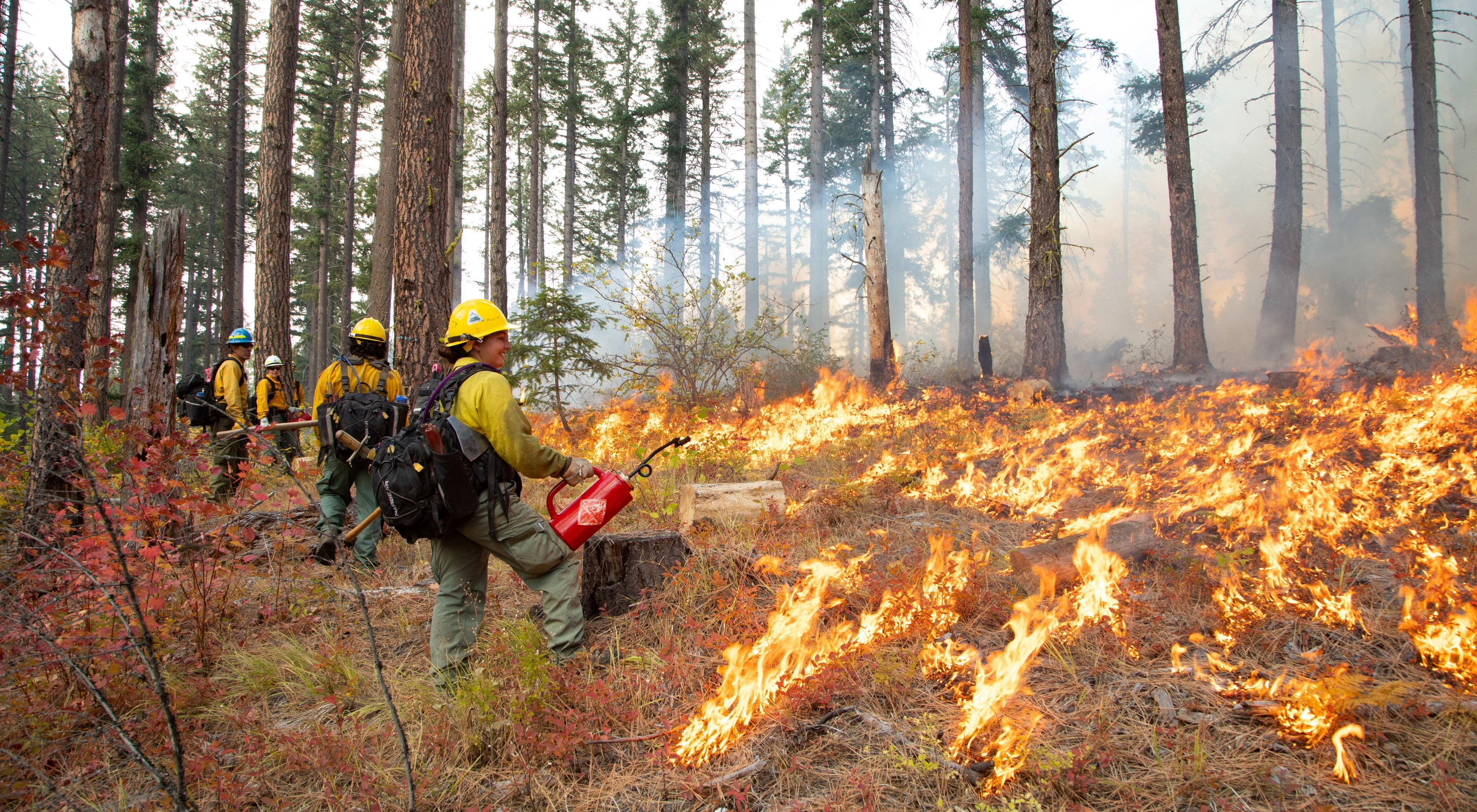 Prescribed fire practitioners execute a 6-acre burn in the Roslyn Urban Forest as part of the 2021 Cascadia Prescribed Fire Training Exchange near Roslyn, WA.