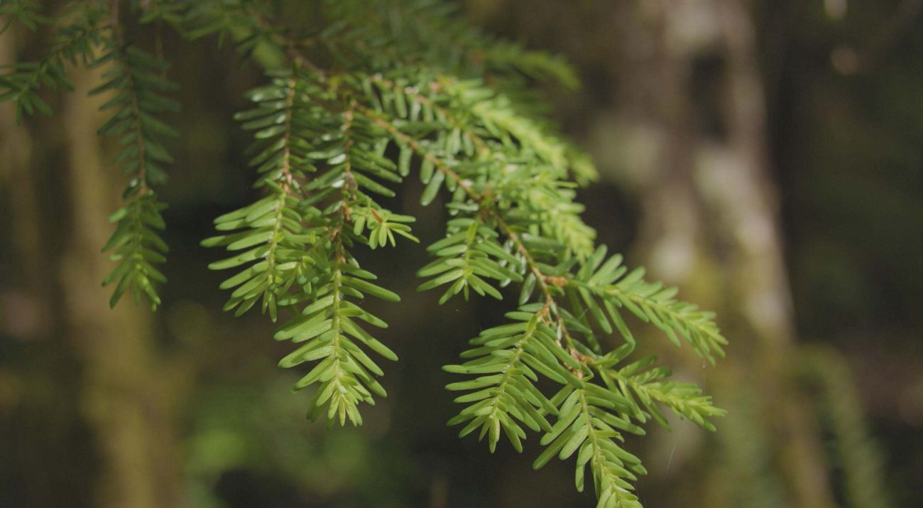 Closeup of the needles of a coniferous tree branch.