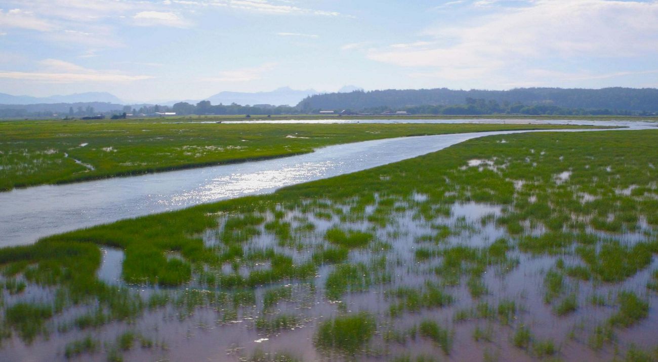 water in a marsh