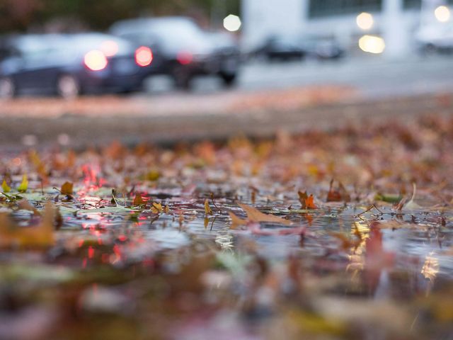 Closeup of a rainy sidewalk covered in autumn leaves.