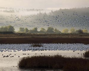 birds flying over a wetland marsh.