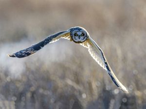 A short-eared owl flying low along a grassy field.