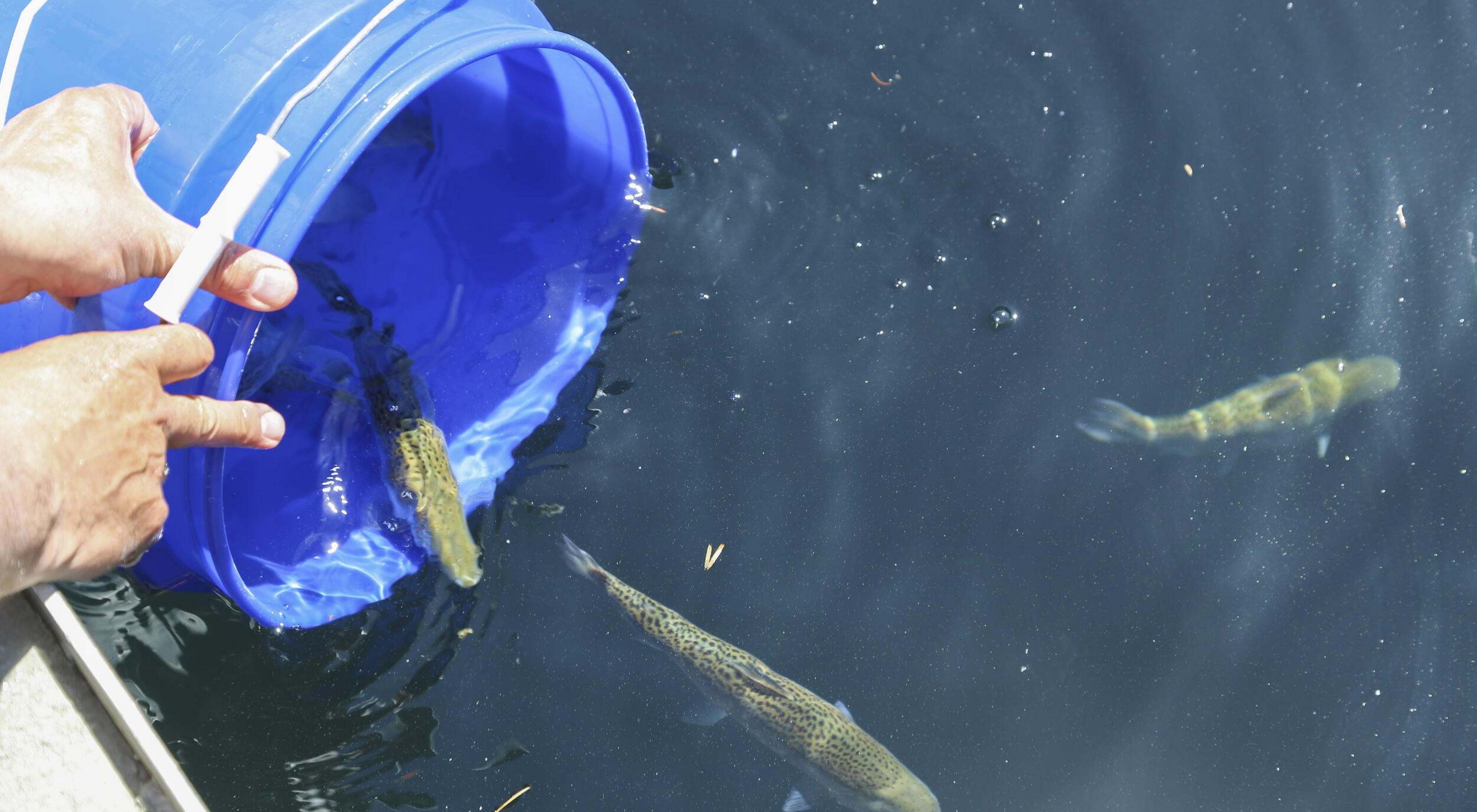 Hands place a blue bucket in water and release a few small fish into the water.