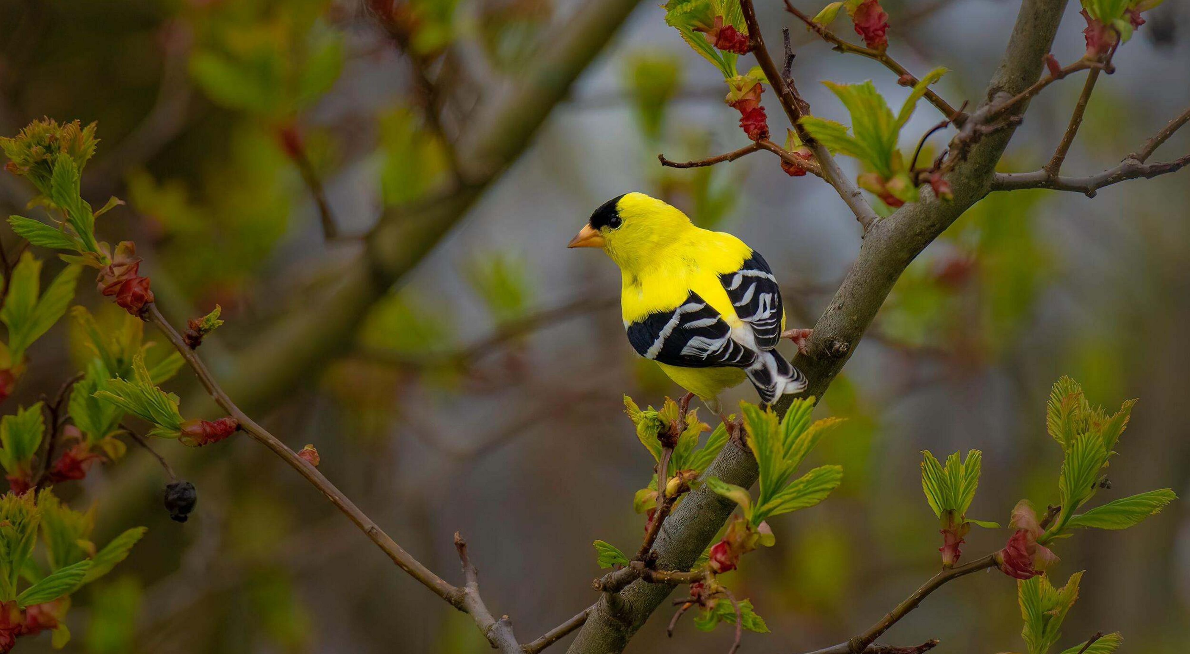 American Goldfinch in bright yellow plumage from behind sitting on a deciduous tree branch.